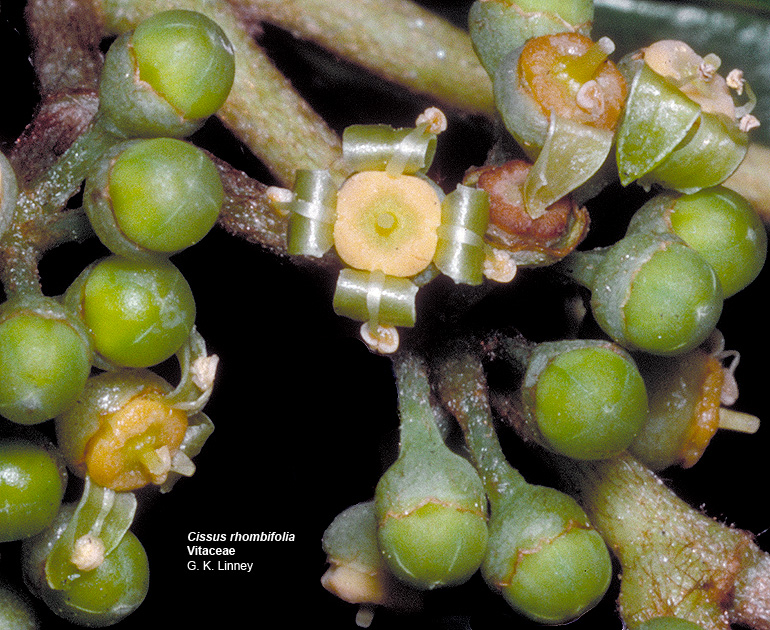 پیچک انگوری / سیسوس انگوری